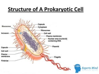 Structure of A Prokaryotic Cell




             Dr Ekta Chourasia
 