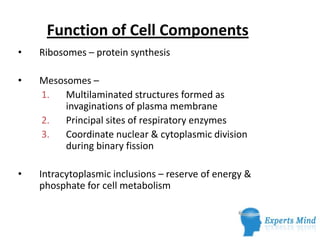 Function of Cell Components
•   Ribosomes – protein synthesis

•   Mesosomes –
    1.   Multilaminated structures formed as
         invaginations of plasma membrane
    2.   Principal sites of respiratory enzymes
    3.   Coordinate nuclear & cytoplasmic division
         during binary fission

•   Intracytoplasmic inclusions – reserve of energy &
    phosphate for cell metabolism
 