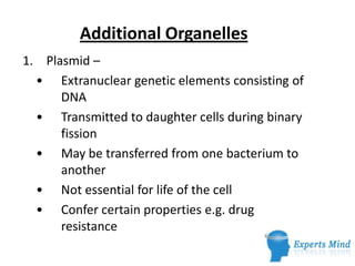 Additional Organelles
1. Plasmid –
  • Extranuclear genetic elements consisting of
      DNA
  • Transmitted to daughter cells during binary
      fission
  • May be transferred from one bacterium to
      another
  • Not essential for life of the cell
  • Confer certain properties e.g. drug
      resistance
 