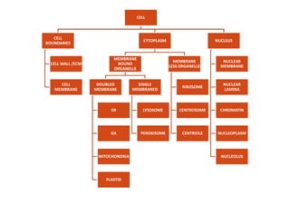 CELL
CELL
BOUNDARIES
CELL WALL /ECM
CELL
MEMBRANE
CYTOPLASM
MEMBRANE
BOUND
ORGANELLE
DOUBLED
MEMBRANE
SINGLE
MEMBRANED
MEMBRANE
LESS ORGANELLE
RIBOSOME
NUCLEUS
NUCLEAR
MEMBRANE
NUCLEAR
LAMINA
ER
GA
MITOCHONDRIA
PLASTID
LYSOSOME
PEROXISOME
CENTROSOME
CENTRIOLE
CHROMATIN
NUCLEOPLASM
NUCLEOLUS
 