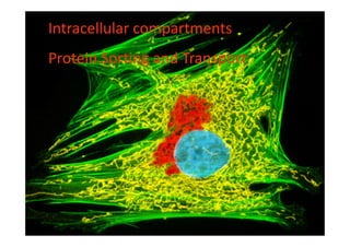 IntracellularIntracellular compartmentscompartments
Protein Sorting and TransportProtein Sorting and Transport
 