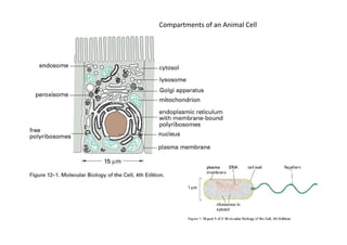 Compartments of an Animal Cell
 