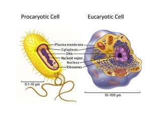 Procaryotic CellProcaryotic Cell Eucaryotic CellEucaryotic Cell
 