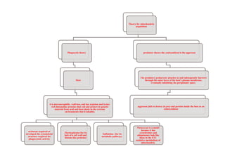 Theory for mitochondria
acquisition
Phagocytic theory
Host
predatory theory-the endosymbiont is the aggressor
The predatory prokaryote attaches to and subsequently burrows
through the outer layer of the host's plasma membrane,Host
it is microaerophilic, wall-less, and has arginine and lysine-
rich histonelike proteins that coil and protect its genetic
material from acid and heat shock in the extreme
environments that it inhabits.
archaean acquired or
developed the cytoskeletal
structure required for
phagocytotic activity
Thermoplasma (for its
lack of a cell wall and
histone-like proteins)
Sulfolobus (for its
metabolic pathways
Paracoccus is a model
because it has
cytochromes and
ubiquinones look like
those in the ETC
oxidative metabolism of
mitochondria.
through the outer layer of the host's plasma membrane,
eventually inhabiting the periplasmic space.
aggressor fails to destroy its prey and persists inside the host as an
endosymbiont
 
