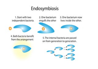 Introduction to cell