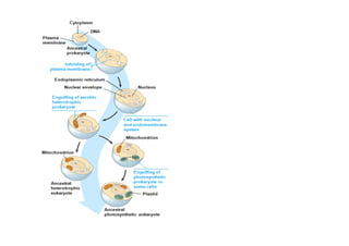 Introduction to cell