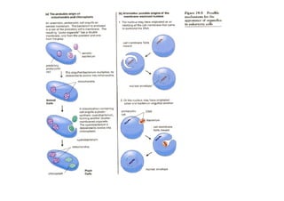 Introduction to cell