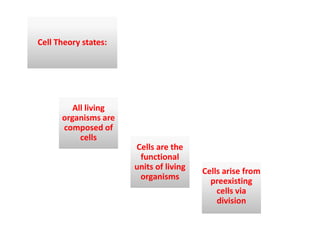 Cell Theory states:
All living
organisms are
All living
organisms are
composed of
cells
Cells are the
functional
units of living
organisms
Cells arise from
preexisting
cells via
division
 