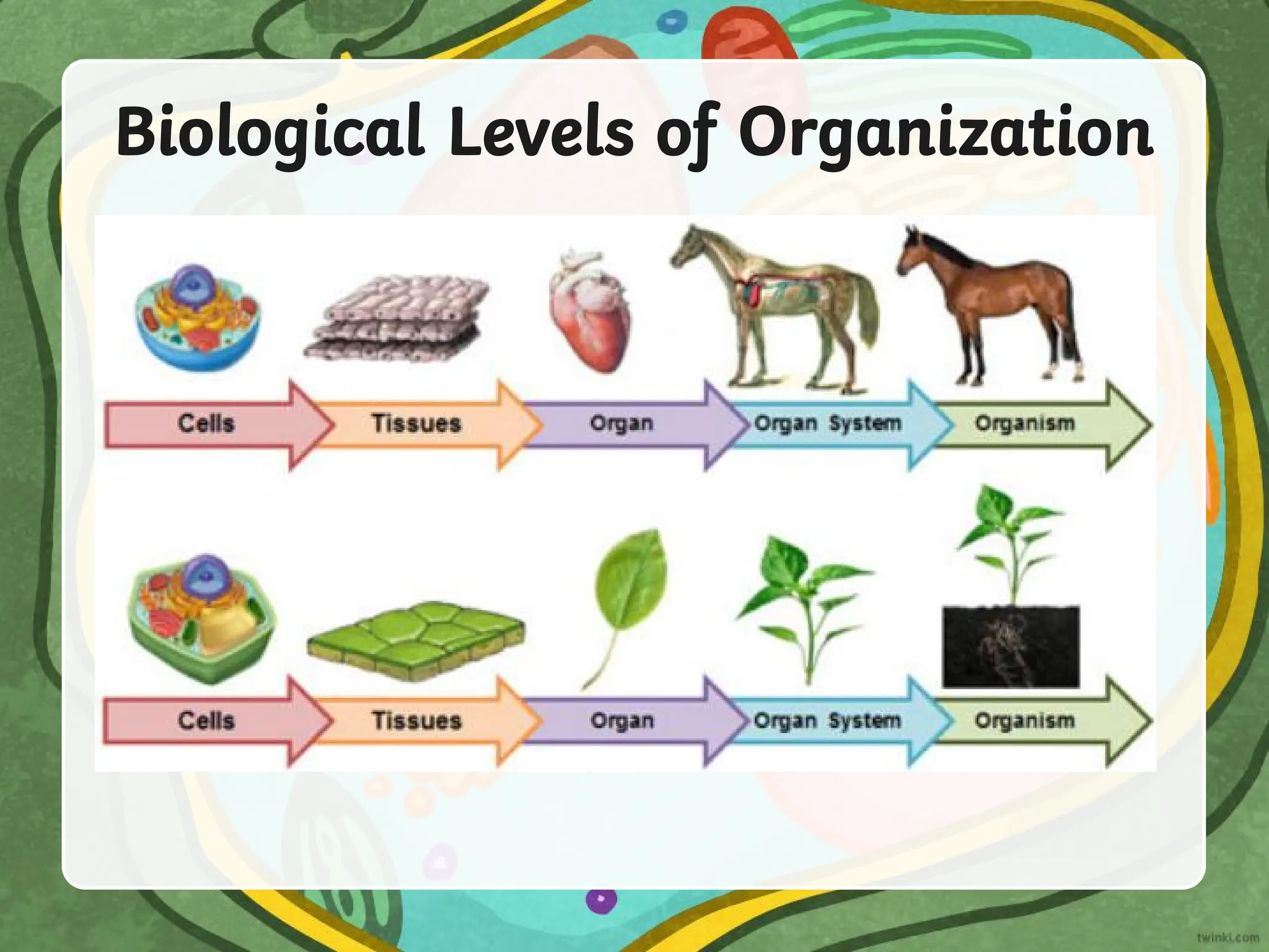 Biological Levels of Organization
 