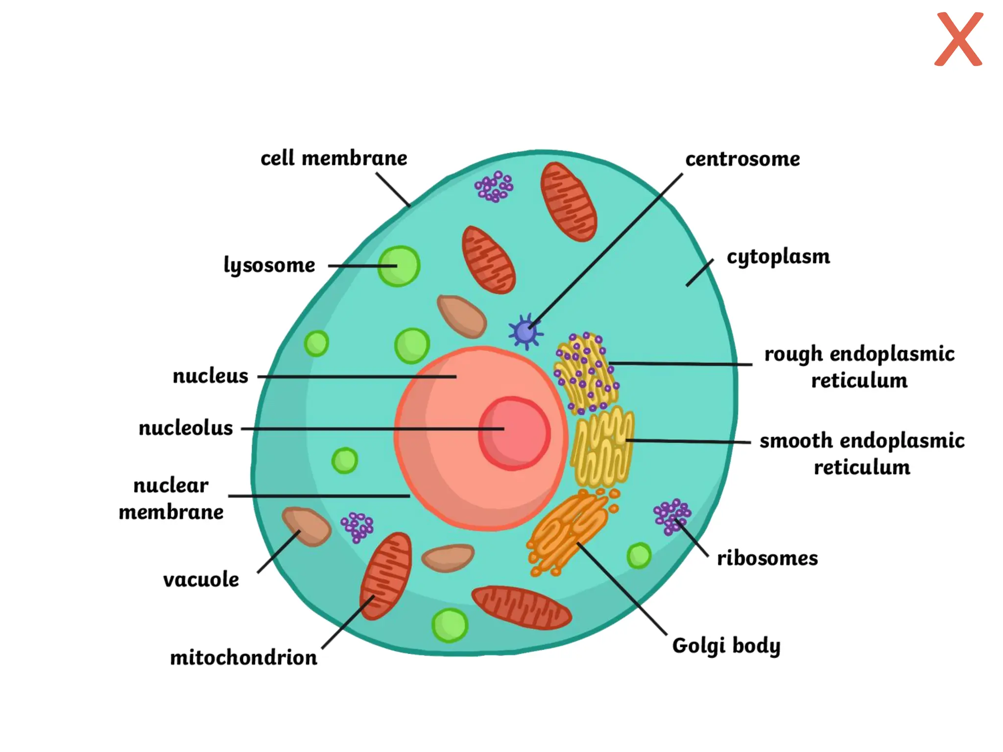These parts are like the organs of your body:
they have a specific purpose.
Cell parts are called "organelles."
Cell Theory
Cells are made of even smaller parts.
Click to enlarge!
x
 