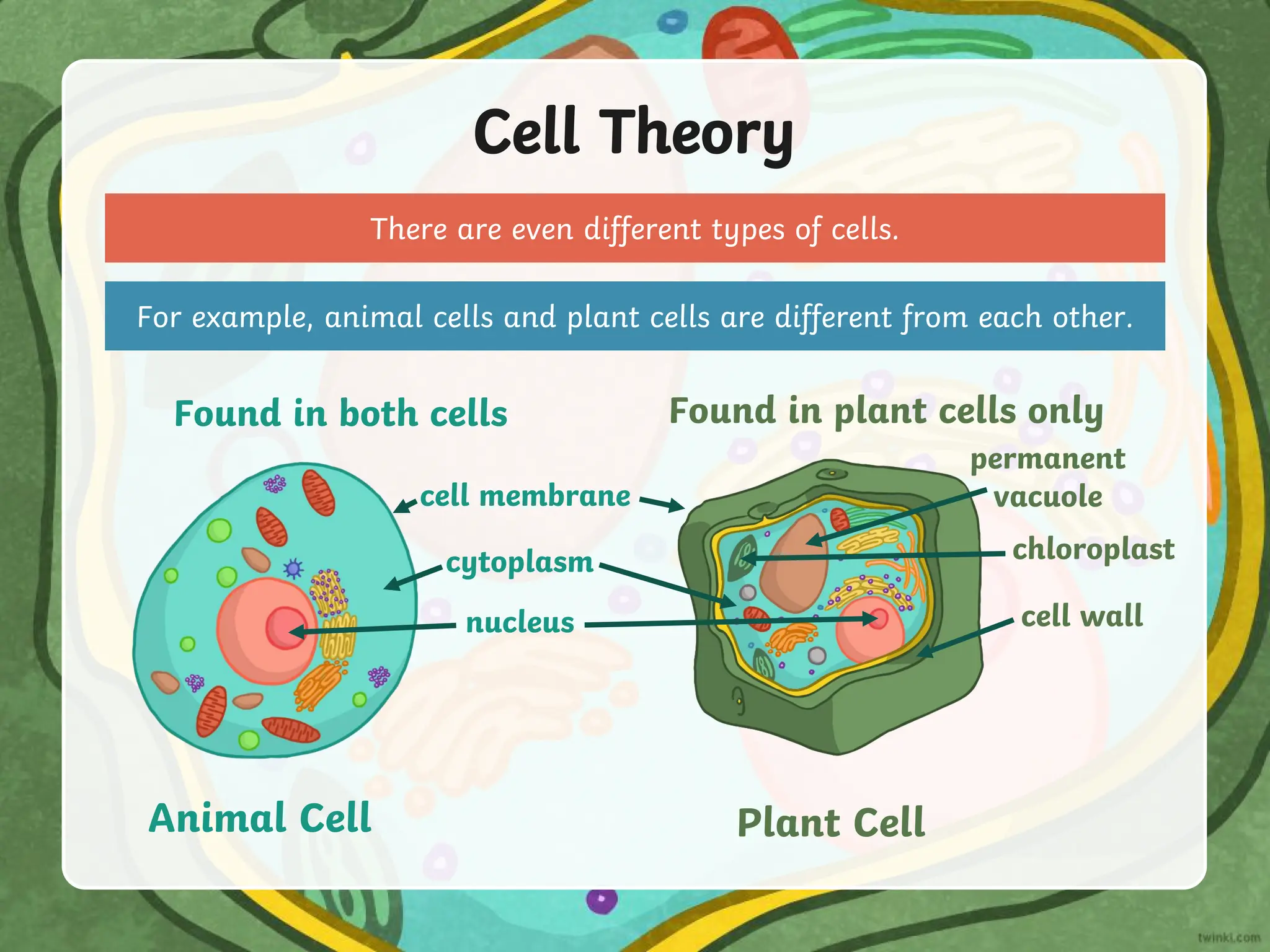 Cell Theory
There are even different types of cells.
For example, animal cells and plant cells are different from each other.
Animal Cell
Found in both cells
cell membrane
cytoplasm
nucleus
Plant Cell
cell wall
permanent
vacuole
chloroplast
Found in plant cells only
 