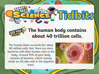 The human body contains
about 40 trillion cells.
The human brain accounts for about
80 million cells. But, there are more
bacterial cells than human cells in the
body. Around 95% of your body
consists of bacteria, which mainly
reside on the skin and in the digestive
tract.
 