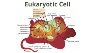 INTRODUCTION TO CELL STRUCTURE_LESSON.pptx