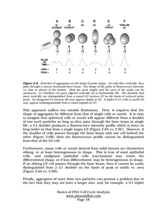 Figure 2.6. Detection of aggregates on the basis of pulse shape. As cells flow vertically, they 
pass through a narrow horizontal laser beam. The shape of the pulse of fluorescence intensity 
vs. time is shown at the bottom. Both the peak height and the area of the pulse can be 
measured. G1 doublets can pass aligned vertically (A) or horizontally (B). The doublets that 
pass vertically are distinguished from a round G2 nucleus (C) on the basis of reduced pulse 
peak. An elongated G2 nucleus (D) may appear similar to (A). A triplet of G1 cells or nuclei (E) 
may appear indistinguishable from a round triploid G2 (F) 
This approach suffers two notable limitations. First, it requires that the 
shape of aggregates be different from that of single cells or nuclei. It is easy 
to imagine that spherical cells or nuclei will appear different from a doublet 
of two such particles so long as they pass through the laser beam in single 
file: a G1 doublet produces a fluorescence intensity profile which is twice as 
long (wide) as that from a single larger G2 (Figure 2.6A vs. 2.6C). However, if 
the doublet of cells passes through the laser beam with one cell behind the 
other (Figure 2.6B), then the fluorescence profile cannot be distinguished 
from that of the G2 cell. 
Furthermore, many cells or nuclei derived from solid tissues are themselves 
oblong, or at least heterogeneous in shape. This is true of most epithelial 
cells, and malignant epithelial cells (carcinomas) may retain the 
differentiated shape, or if less differentiated, may be heterogeneous in shape. 
If an oblong G2 cell passes through the laser beam, then it cannot be easily 
distinguished from a G1 doublet on the basis of peak or width vs. area 
(Figure 2.6A vs. 2.6D). 
Finally, aggregates of more than two particles can present a problem due to 
the fact that they may not have a longer axis, and, for example, a G1 triplet 
Basics of DNA Cell Cycle Analysis 
www.phoenixflow.com 
Page 18 
 