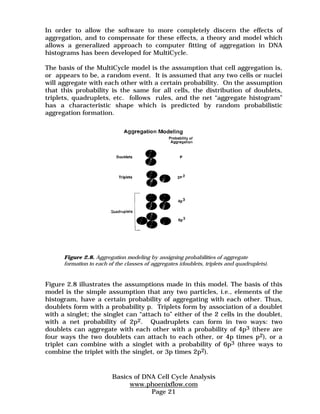 In order to allow the software to more completely discern the effects of 
aggregation, and to compensate for these effects, a theory and model which 
allows a generalized approach to computer fitting of aggregation in DNA 
histograms has been developed for MultiCycle. 
The basis of the MultiCycle model is the assumption that cell aggregation is, 
or appears to be, a random event. It is assumed that any two cells or nuclei 
will aggregate with each other with a certain probability. On the assumption 
that this probability is the same for all cells, the distribution of doublets, 
triplets, quadruplets, etc. follows rules, and the net “aggregate histogram” 
has a characteristic shape which is predicted by random probabilistic 
aggregation formation. 
Figure 2.8. Aggregation modeling by assigning probabilities of aggregate 
formation to each of the classes of aggregates (doublets, triplets and quadruplets). 
Figure 2.8 illustrates the assumptions made in this model. The basis of this 
model is the simple assumption that any two particles, i.e., elements of the 
histogram, have a certain probability of aggregating with each other. Thus, 
doublets form with a probability p. Triplets form by association of a doublet 
with a singlet; the singlet can “attach to” either of the 2 cells in the doublet, 
with a net probability of 2p2. Quadruplets can form in two ways: two 
doublets can aggregate with each other with a probability of 4p3 (there are 
four ways the two doublets can attach to each other, or 4p times p2), or a 
triplet can combine with a singlet with a probability of 6p3 (three ways to 
combine the triplet with the singlet, or 3p times 2p2). 
Basics of DNA Cell Cycle Analysis 
www.phoenixflow.com 
Page 21 
 