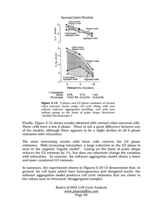 Figure 2.12. S phase and G2 phase estimates of normal 
colon mucosal nuclei using cell cycle fitting with and 
without software aggregation modeling, and with and 
without gating on the basis of pulse shape (hardware 
“doublet discrimination”). 
Finally, Figure 2.12 shows results obtained with normal colon mucosal cells. 
These cells have a low S phase. There is not a great difference between any 
of the models, although there appears to be a slight decline in all S phase 
estimates with trituration. 
The more interesting results with these cells concern the G2 phase 
estimates. With increasing trituration, a large reduction in the G2 phase is 
seen in the ungated “regular model”. Gating on the basis of pulse shape 
reduces the G2 estimate by 1%, but does not otherwise change the variation 
with trituration. In contrast, the software aggregation model shows a lower 
and more consistent G2 estimate. 
In summary, the experiments shown in Figures 2.10-12 demonstrate that, in 
general, for cell types which have heterogeneous and elongated nuclei, the 
software aggregation model produces cell cycle estimates that are closer to 
the values seen in triturated, disaggregated samples. 
Basics of DNA Cell Cycle Analysis 
www.phoenixflow.com 
Page 28 
 