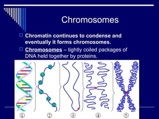 Introduction to Cell Division Notes | PPT