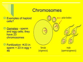 Introduction to Cell Division Notes | PPT