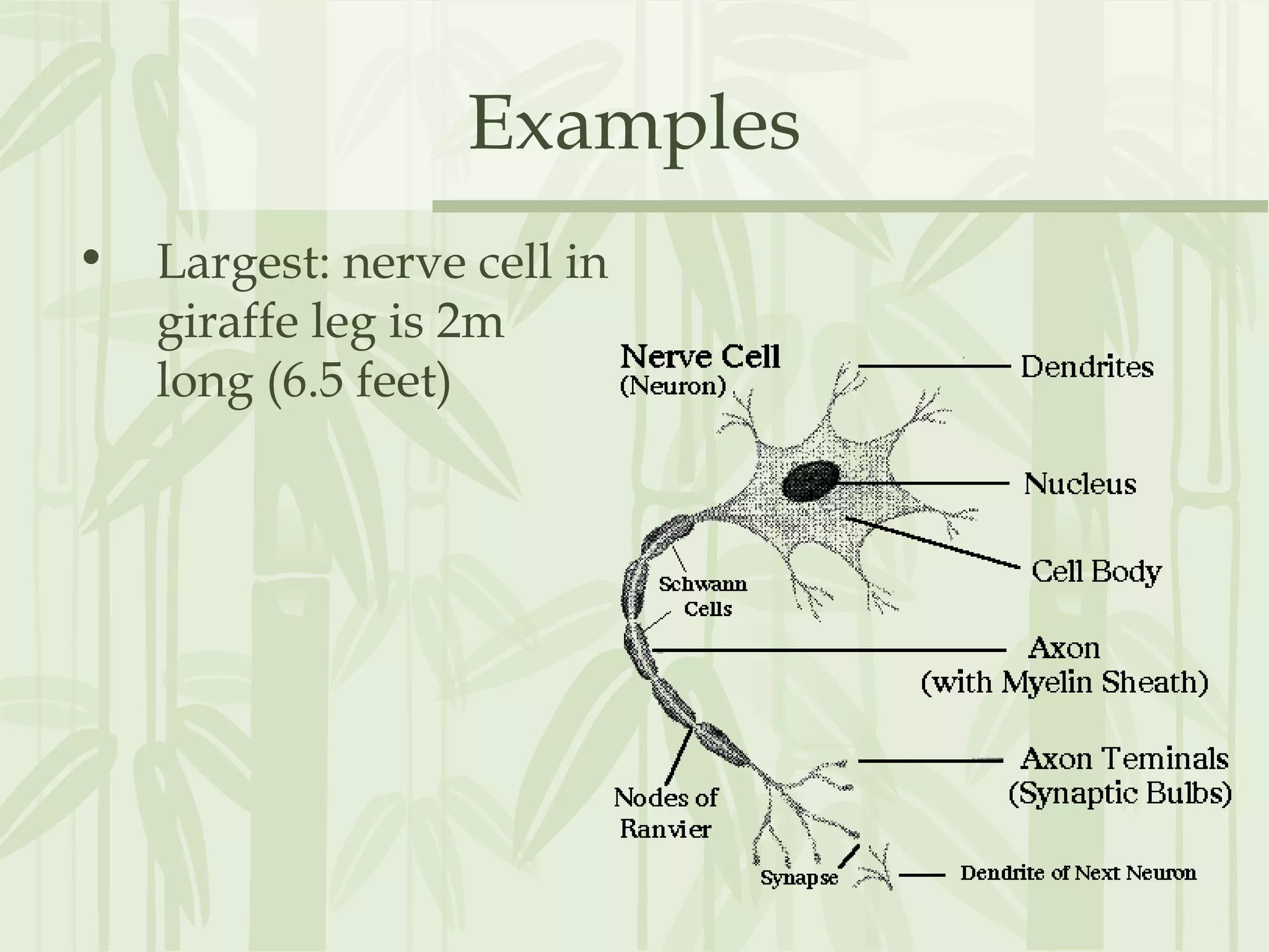 Examples
• Largest: nerve cell in
giraffe leg is 2m
long (6.5 feet)
 