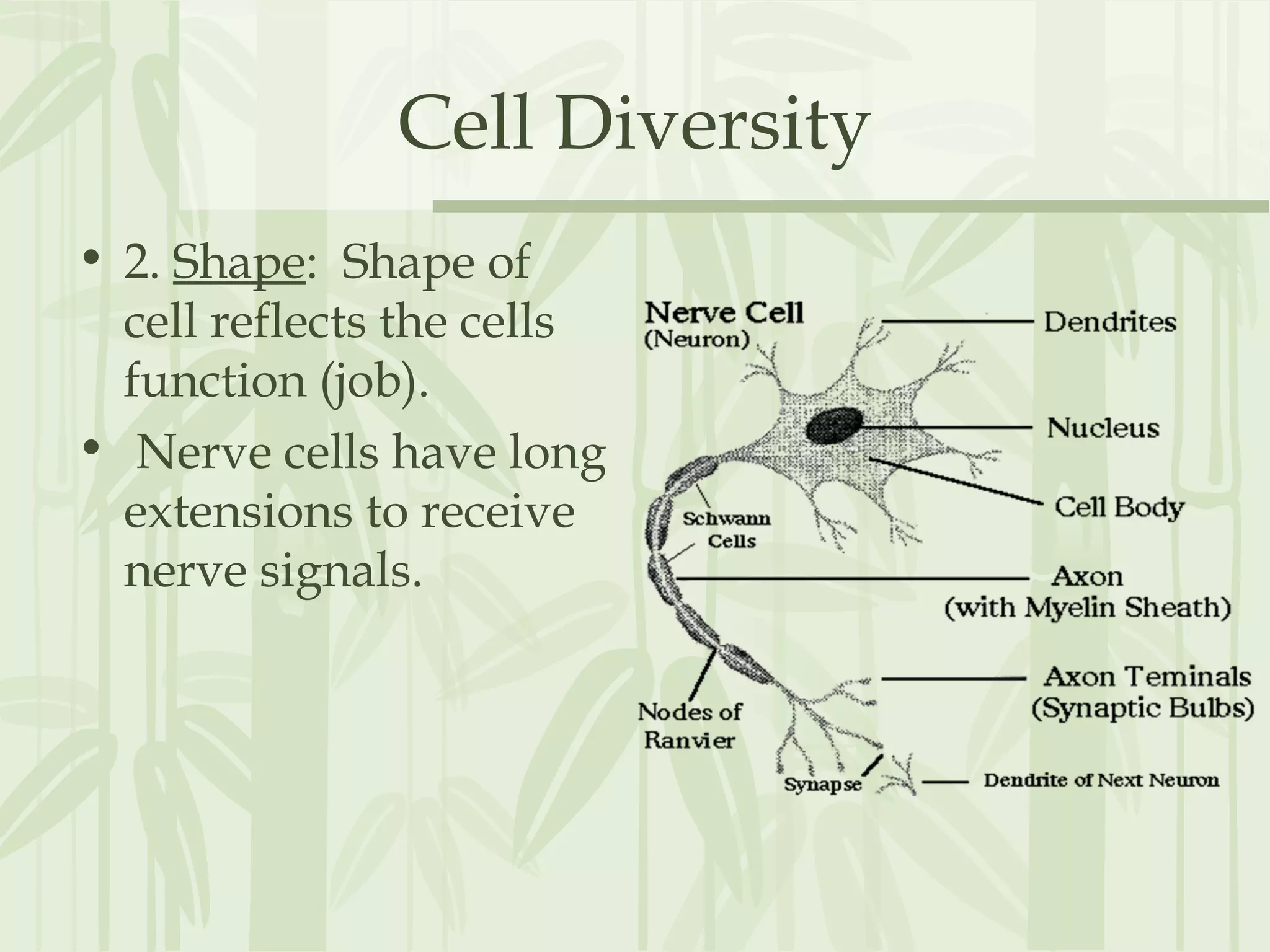 Cell Diversity
• 2. Shape: Shape of
cell reflects the cells
function (job).
• Nerve cells have long
extensions to receive
nerve signals.
 