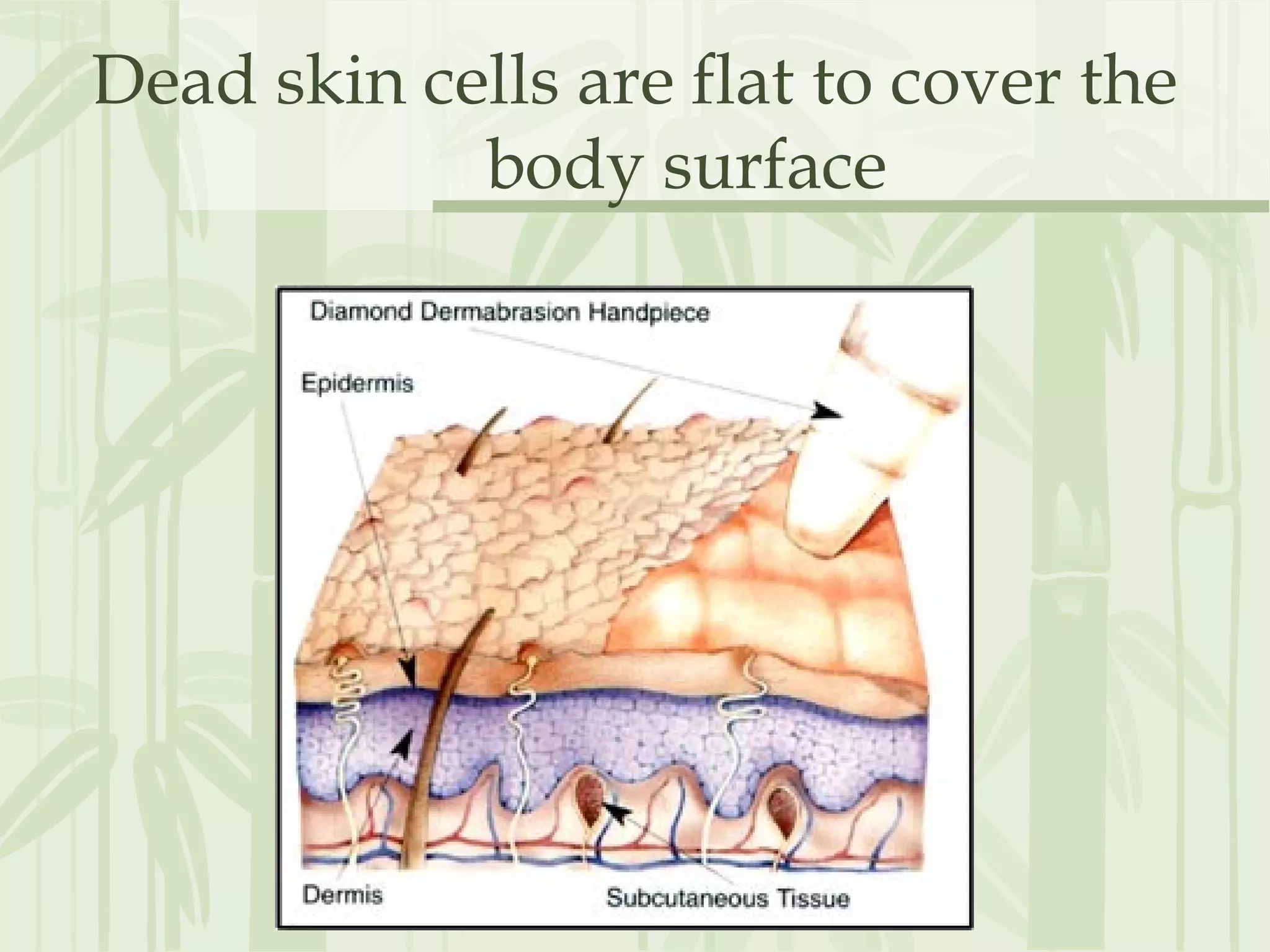Dead skin cells are flat to cover the
body surface
 