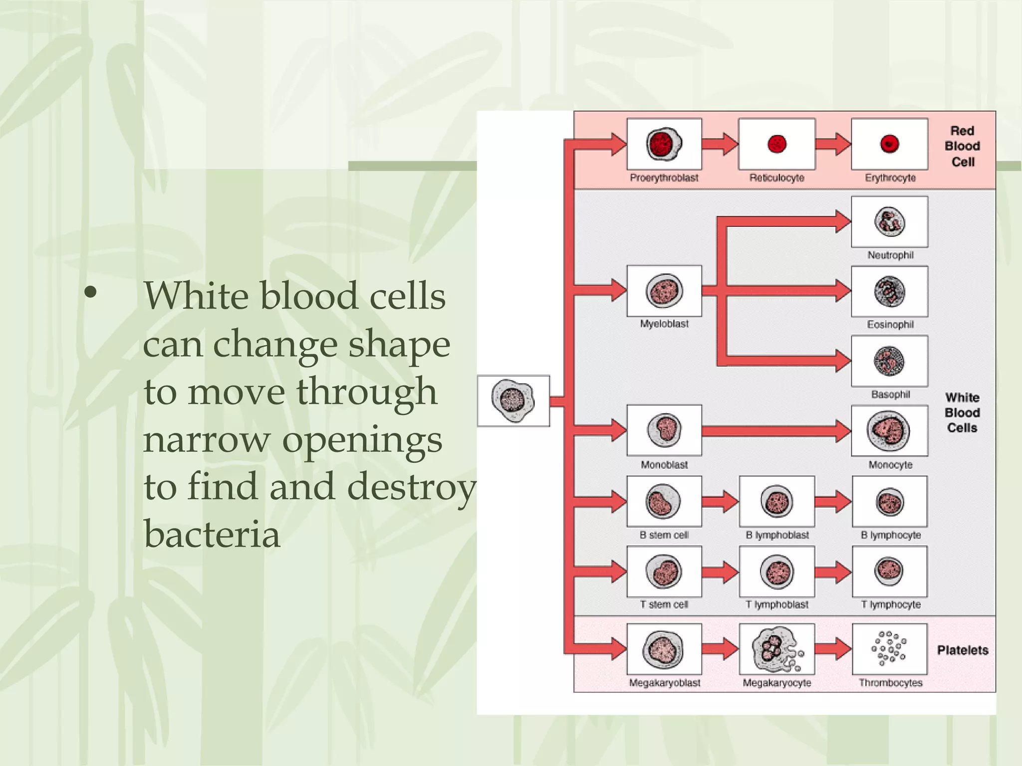 • White blood cells
can change shape
to move through
narrow openings
to find and destroy
bacteria
 