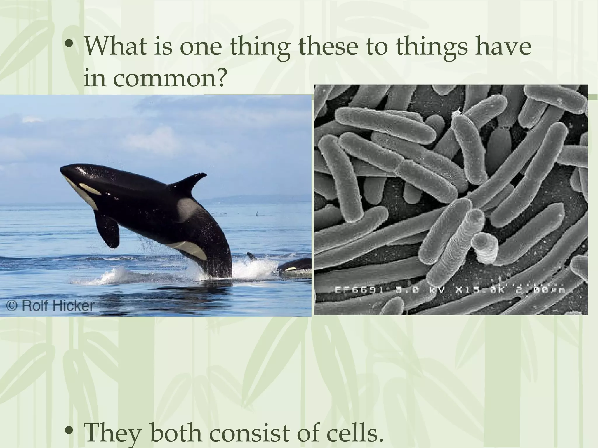 ‘
• What is one thing these to things have
in common?
• They both consist of cells.
 