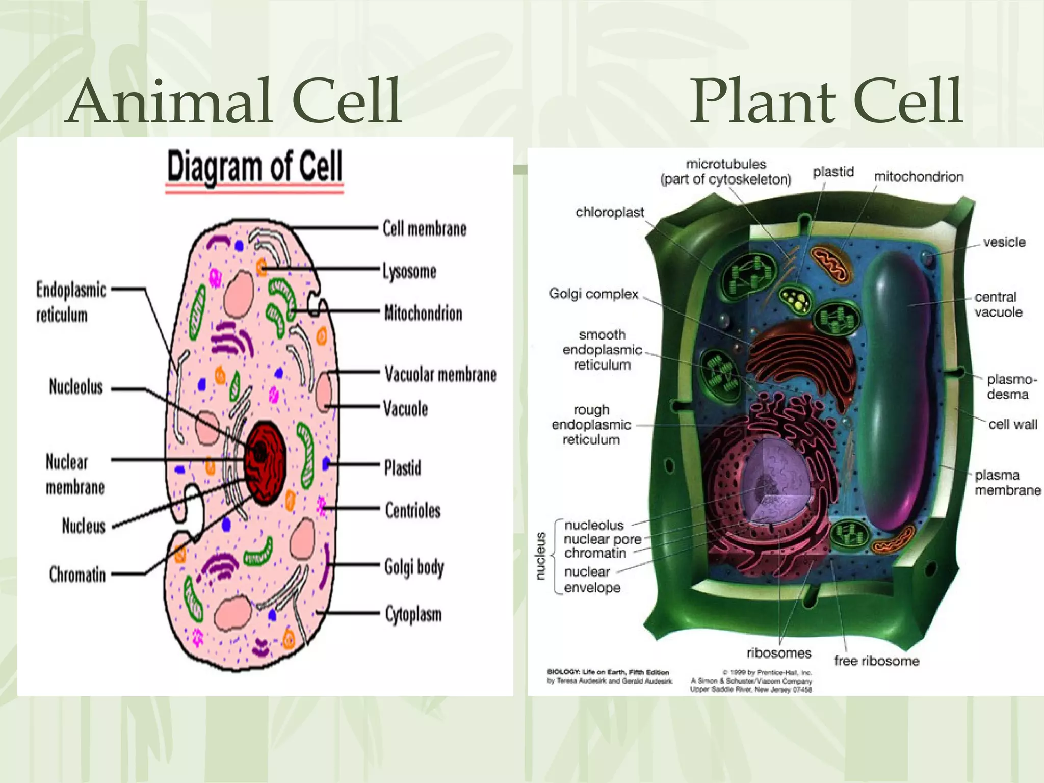 Animal Cell Plant Cell
 
