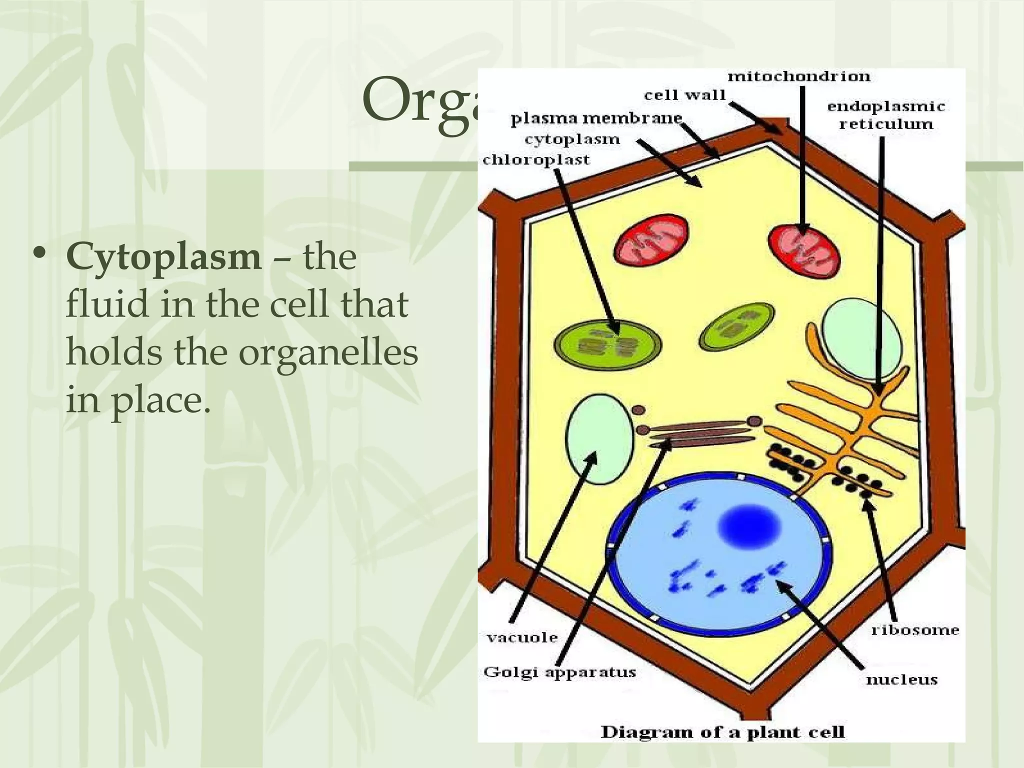 Organelles
• Cytoplasm – the
fluid in the cell that
holds the organelles
in place.
 