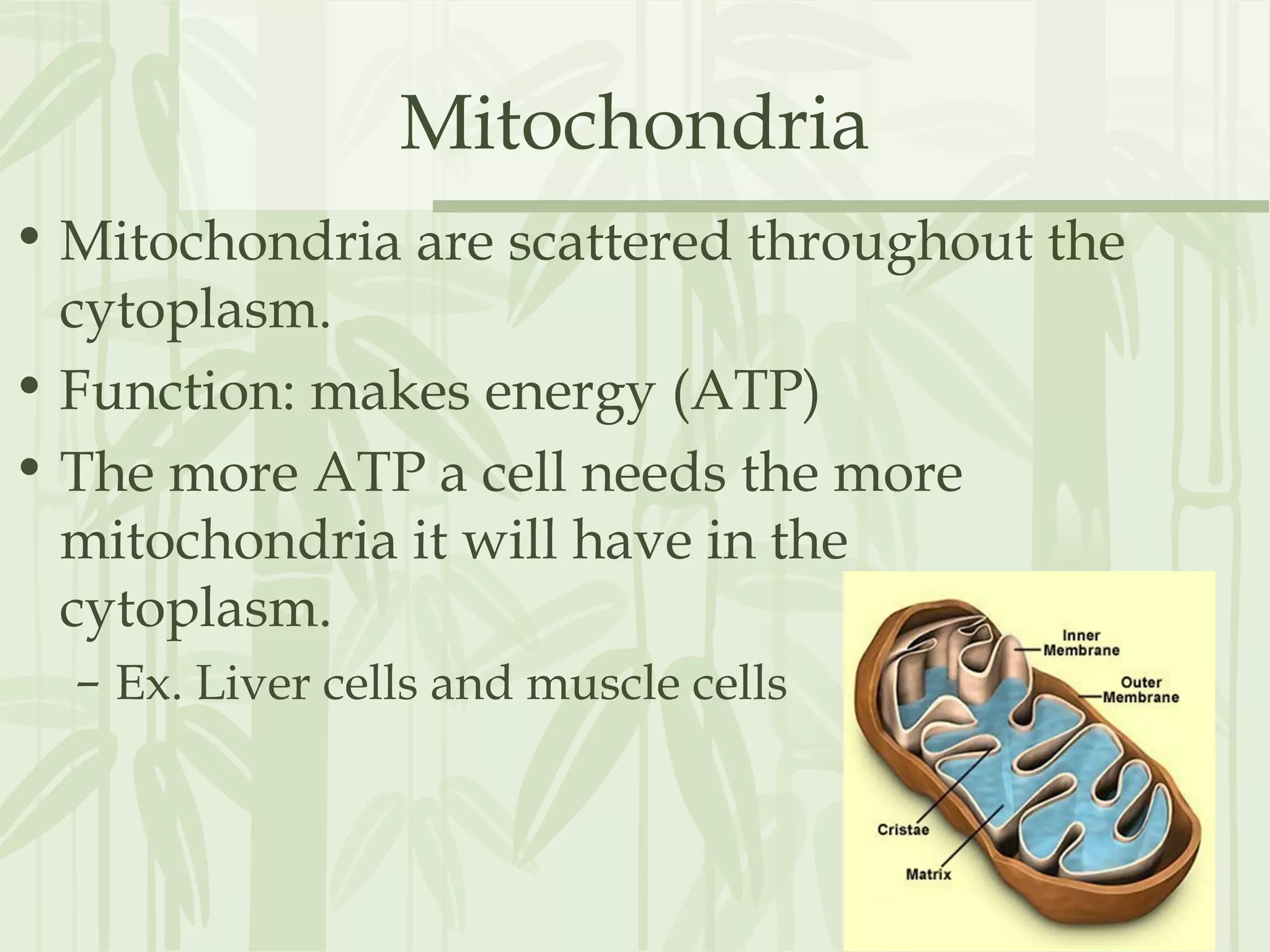 Mitochondria
• Mitochondria are scattered throughout the
cytoplasm.
• Function: makes energy (ATP)
• The more ATP a cell needs the more
mitochondria it will have in the
cytoplasm.
– Ex. Liver cells and muscle cells
 