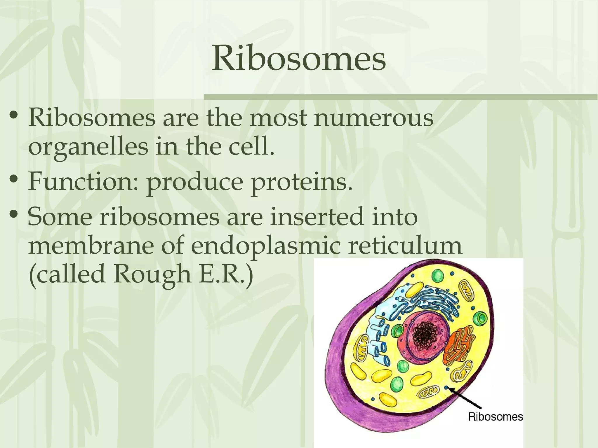 Ribosomes
• Ribosomes are the most numerous
organelles in the cell.
• Function: produce proteins.
• Some ribosomes are inserted into
membrane of endoplasmic reticulum
(called Rough E.R.)
 