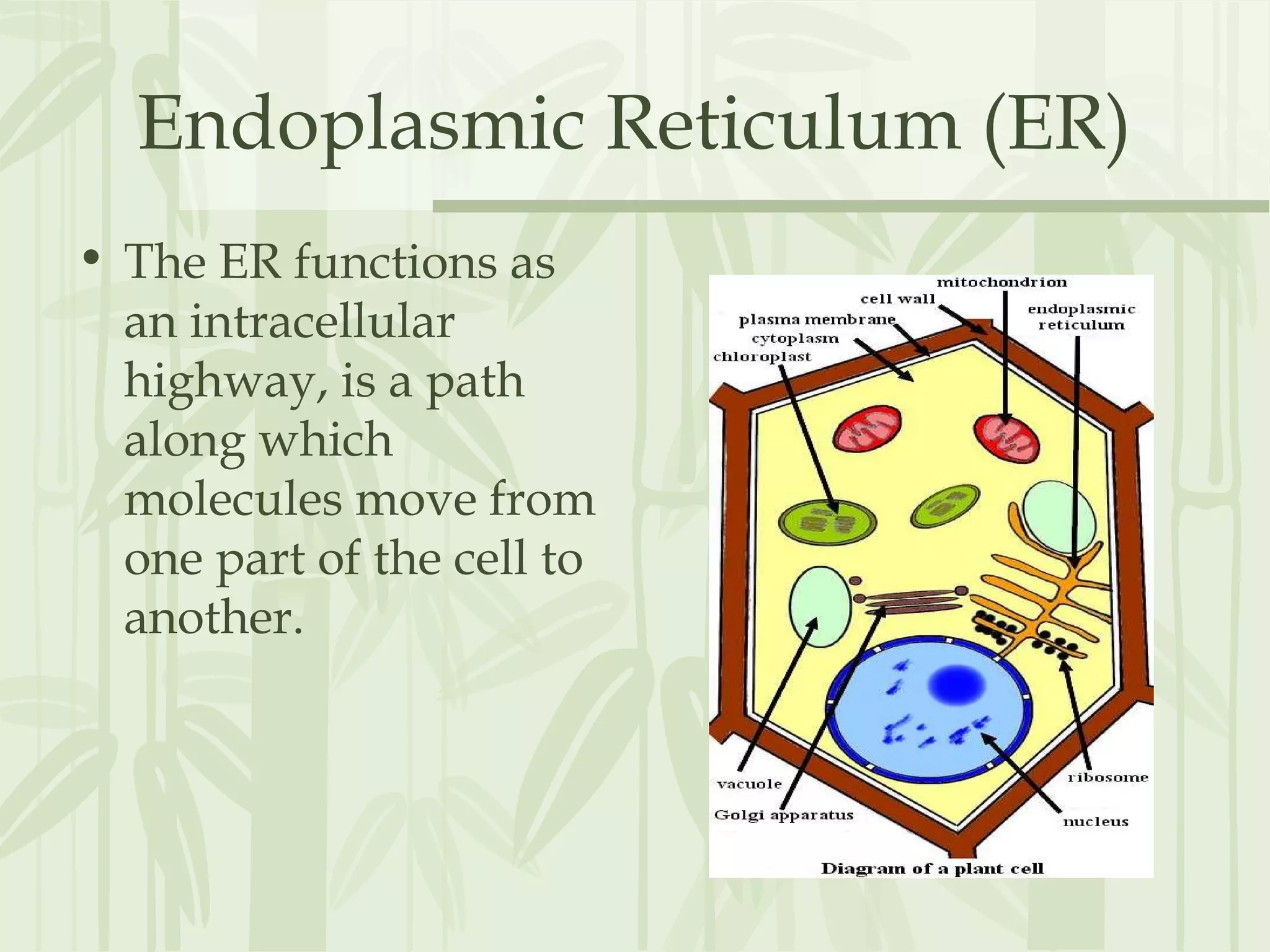 Endoplasmic Reticulum (ER)
• The ER functions as
an intracellular
highway, is a path
along which
molecules move from
one part of the cell to
another.
 
