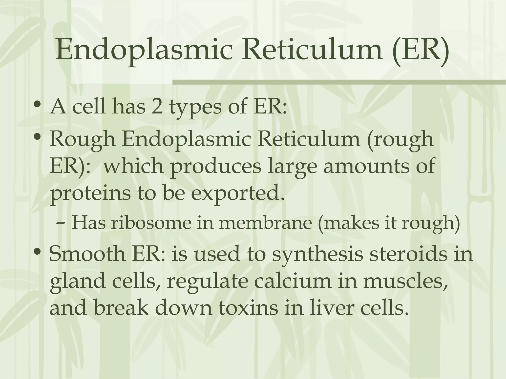Endoplasmic Reticulum (ER)
• A cell has 2 types of ER:
• Rough Endoplasmic Reticulum (rough
ER): which produces large amounts of
proteins to be exported.
– Has ribosome in membrane (makes it rough)
• Smooth ER: is used to synthesis steroids in
gland cells, regulate calcium in muscles,
and break down toxins in liver cells.
 