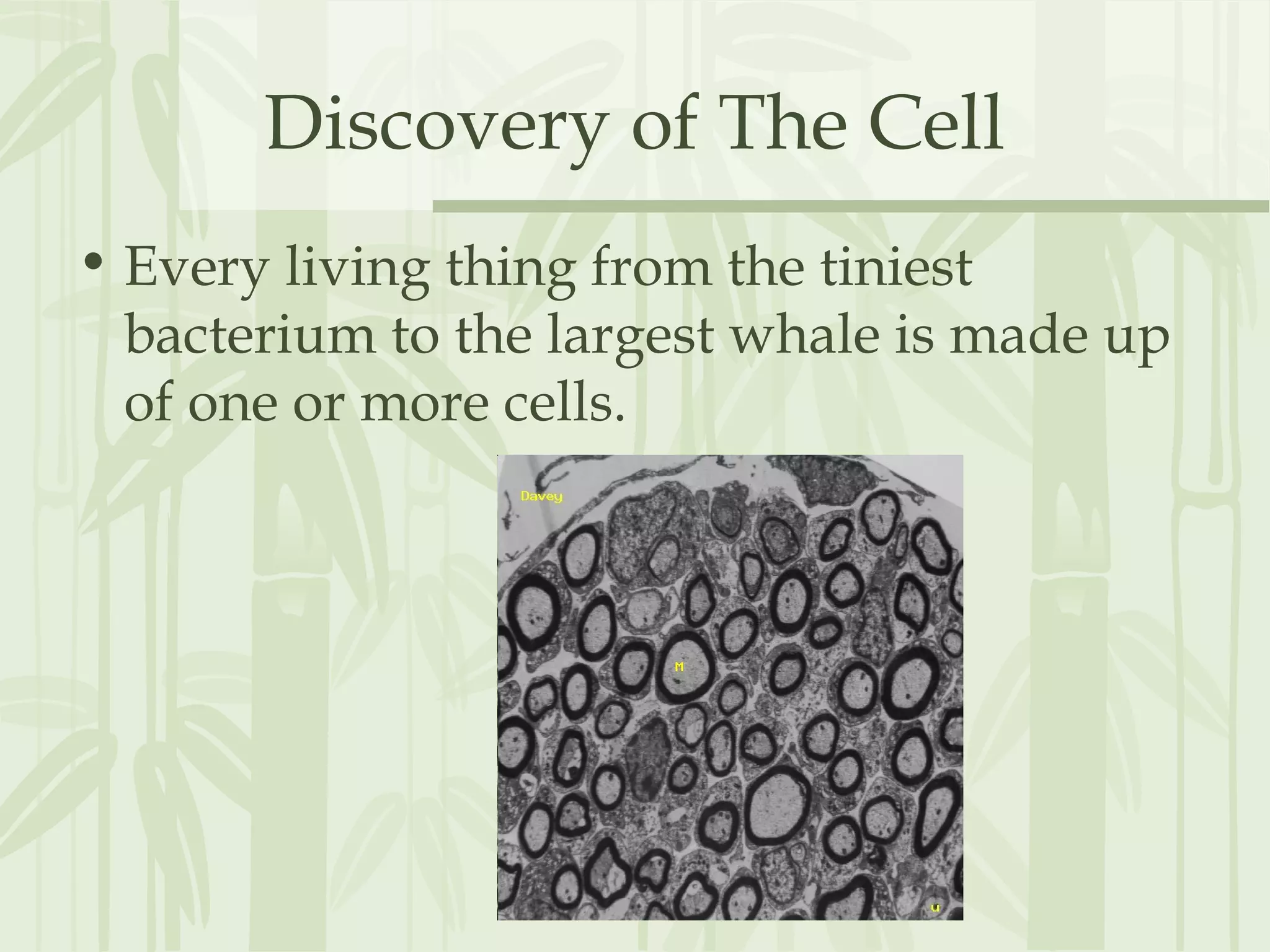 Discovery of The Cell
• Every living thing from the tiniest
bacterium to the largest whale is made up
of one or more cells.
 