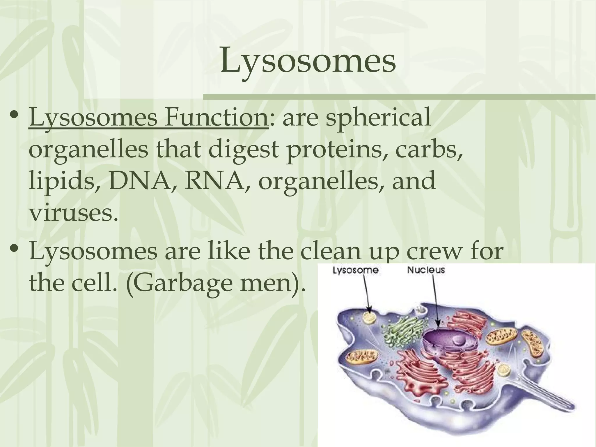 Lysosomes
• Lysosomes Function: are spherical
organelles that digest proteins, carbs,
lipids, DNA, RNA, organelles, and
viruses.
• Lysosomes are like the clean up crew for
the cell. (Garbage men).
 