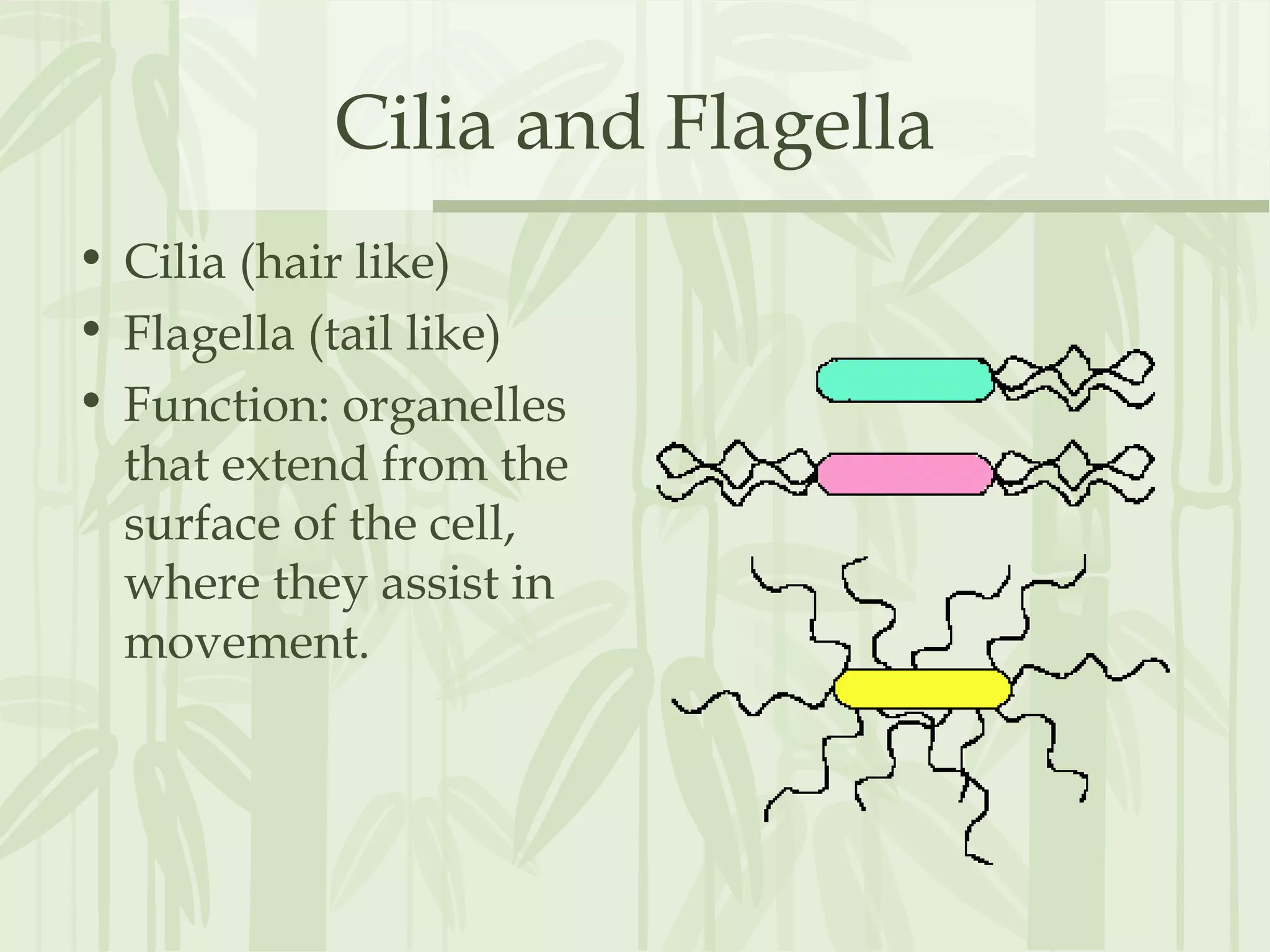 Cilia and Flagella
• Cilia (hair like)
• Flagella (tail like)
• Function: organelles
that extend from the
surface of the cell,
where they assist in
movement.
 