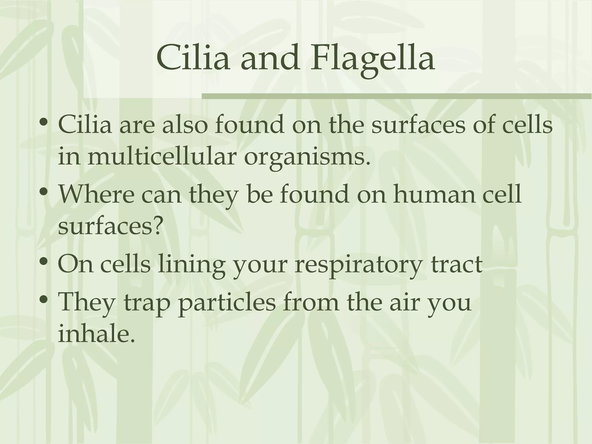 Cilia and Flagella
• Cilia are also found on the surfaces of cells
in multicellular organisms.
• Where can they be found on human cell
surfaces?
• On cells lining your respiratory tract
• They trap particles from the air you
inhale.
 