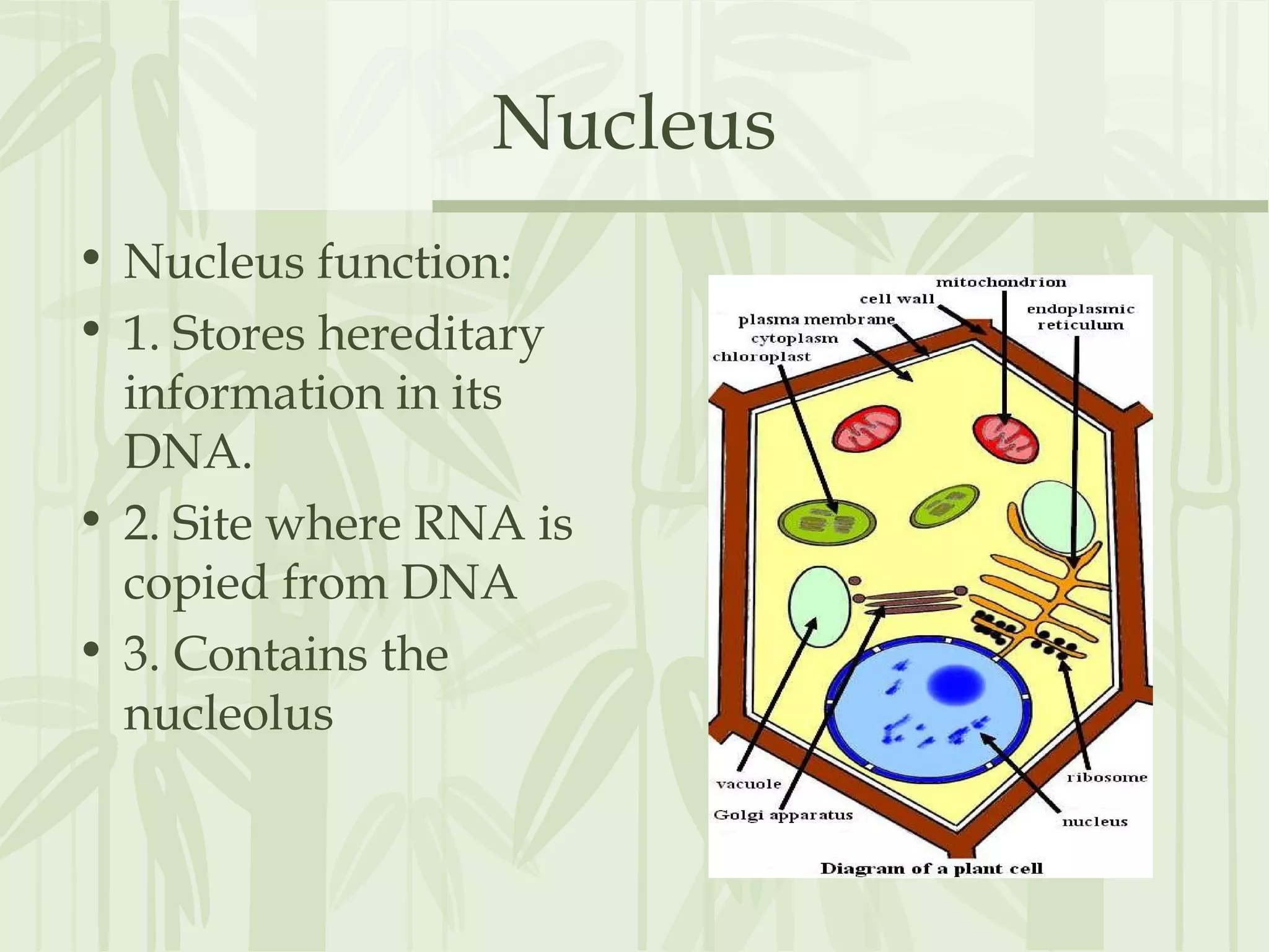 Nucleus
• Nucleus function:
• 1. Stores hereditary
information in its
DNA.
• 2. Site where RNA is
copied from DNA
• 3. Contains the
nucleolus
 