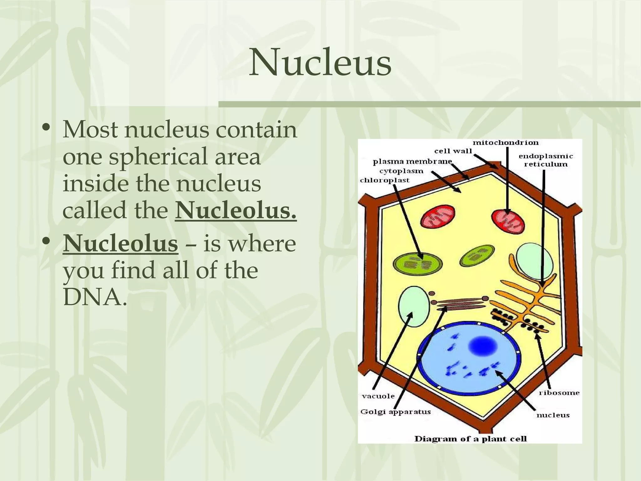 Nucleus
• Most nucleus contain
one spherical area
inside the nucleus
called the Nucleolus.
• Nucleolus – is where
you find all of the
DNA.
 