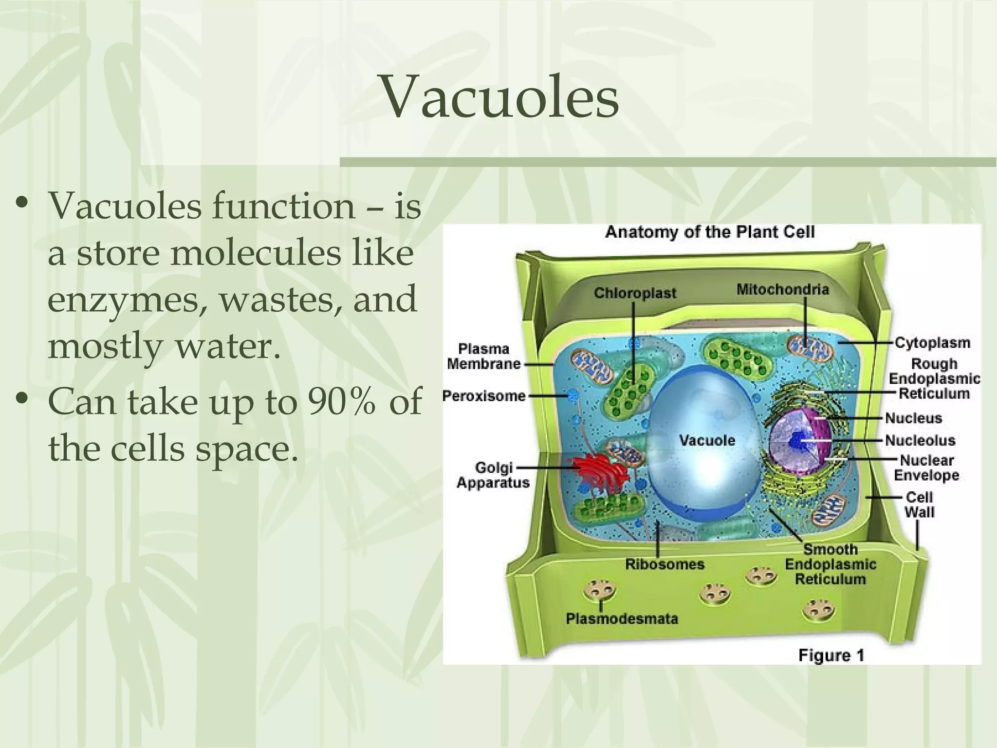 Vacuoles
• Vacuoles function – is
a store molecules like
enzymes, wastes, and
mostly water.
• Can take up to 90% of
the cells space.
 