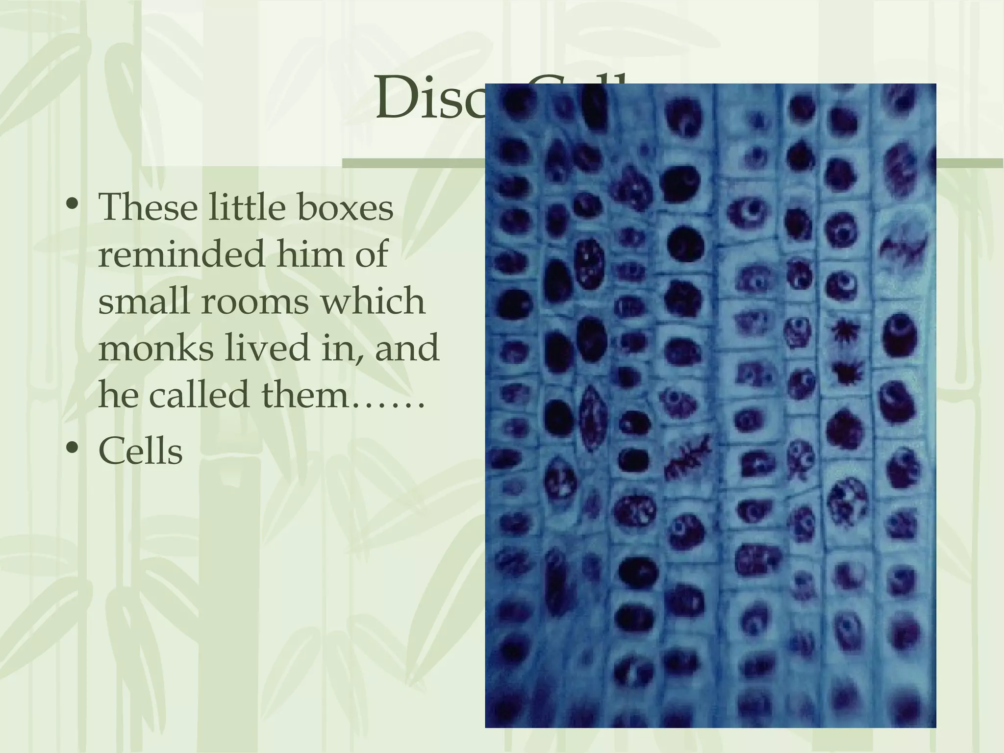 Disc. Cell
• These little boxes
reminded him of
small rooms which
monks lived in, and
he called them……
• Cells
 