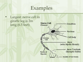 Examples
• Largest: nerve cell in
giraffe leg is 2m
long (6.5 feet)
 