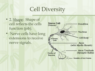Cell Diversity
• 2. Shape: Shape of
cell reflects the cells
function (job).
• Nerve cells have long
extensions to receive
nerve signals.
 
