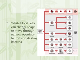 • White blood cells
can change shape
to move through
narrow openings
to find and destroy
bacteria
 