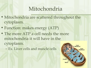 Mitochondria
• Mitochondria are scattered throughout the
cytoplasm.
• Function: makes energy (ATP)
• The more ATP a cell needs the more
mitochondria it will have in the
cytoplasm.
– Ex. Liver cells and muscle cells
 