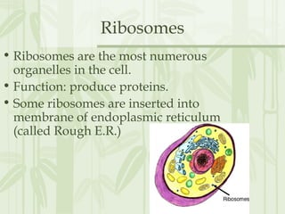 Ribosomes
• Ribosomes are the most numerous
organelles in the cell.
• Function: produce proteins.
• Some ribosomes are inserted into
membrane of endoplasmic reticulum
(called Rough E.R.)
 