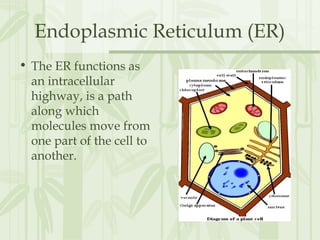 Endoplasmic Reticulum (ER)
• The ER functions as
an intracellular
highway, is a path
along which
molecules move from
one part of the cell to
another.
 