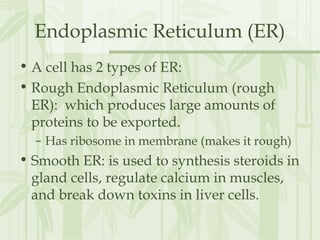 Endoplasmic Reticulum (ER)
• A cell has 2 types of ER:
• Rough Endoplasmic Reticulum (rough
ER): which produces large amounts of
proteins to be exported.
– Has ribosome in membrane (makes it rough)
• Smooth ER: is used to synthesis steroids in
gland cells, regulate calcium in muscles,
and break down toxins in liver cells.
 