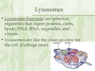 Lysosomes
• Lysosomes Function: are spherical
organelles that digest proteins, carbs,
lipids, DNA, RNA, organelles, and
viruses.
• Lysosomes are like the clean up crew for
the cell. (Garbage men).
 