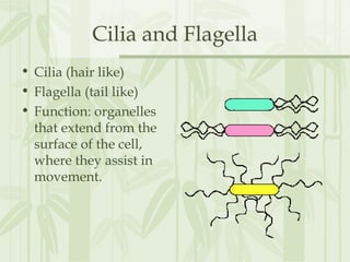 Cilia and Flagella
• Cilia (hair like)
• Flagella (tail like)
• Function: organelles
that extend from the
surface of the cell,
where they assist in
movement.
 